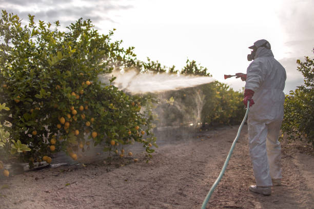 Trusted Lauderdale By The Sea, FL Pest Control Experts